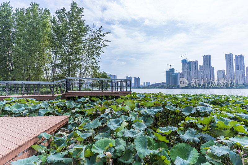 武汉江夏区汤逊湖壹号湿地公园风景