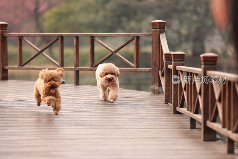 两只在栈道上奔跑的泰迪犬