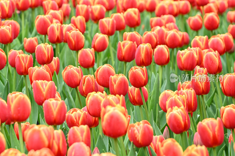 郁金香花海