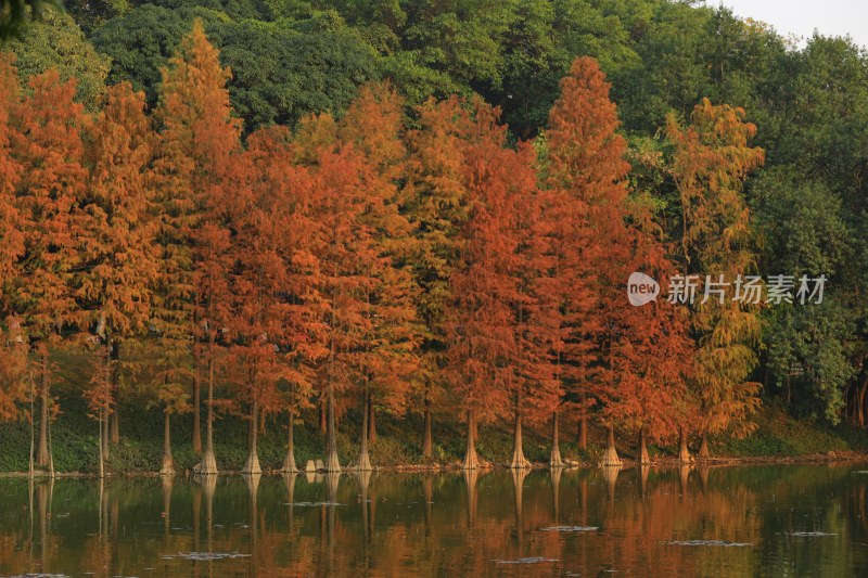 湖边秋色水杉林倒影风景