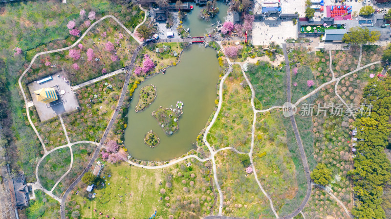 武汉东湖樱花园的早樱景色