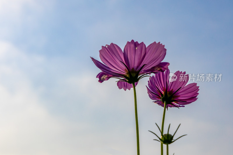 菊花、格桑花