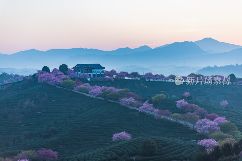 龙岩永福台品樱花茶园