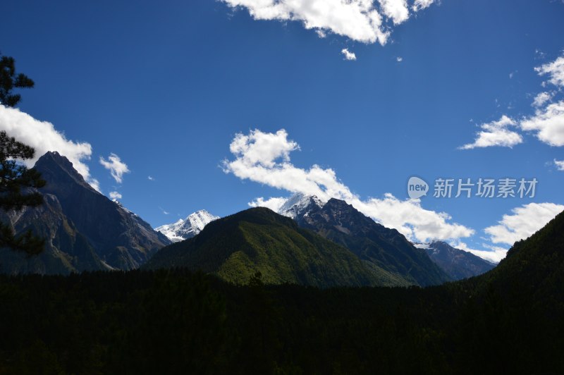 高原上的雪上绿树