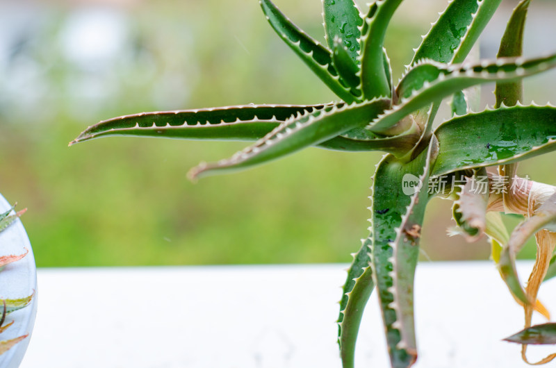 芦荟植物特写