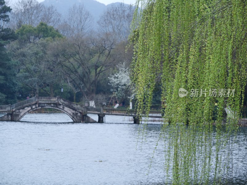 杭州西湖风景区曲院风荷荷花风景