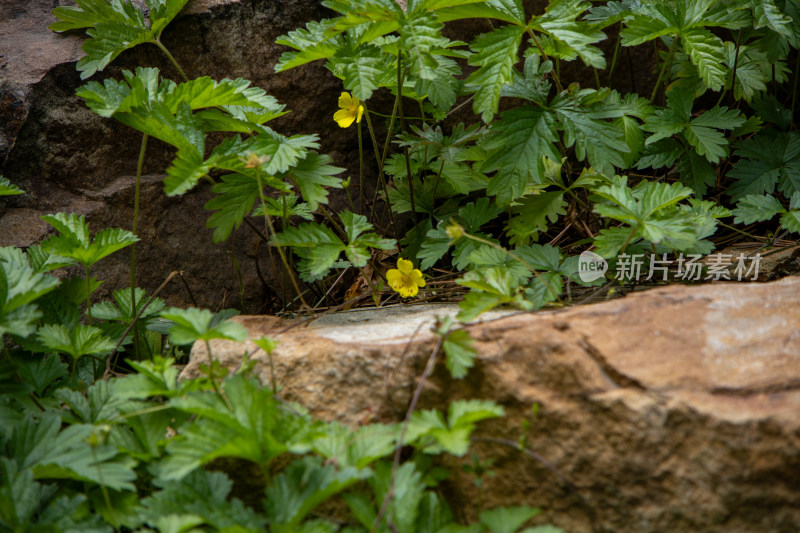 石头间的绿叶和黄色小花 绢毛匍匐委陵菜