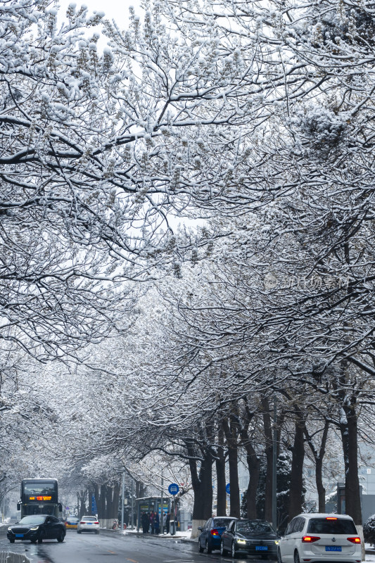 雪后城市街道被积雪覆盖的树木和车辆