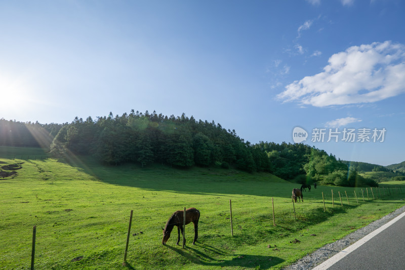 阳光下的绿野牧场