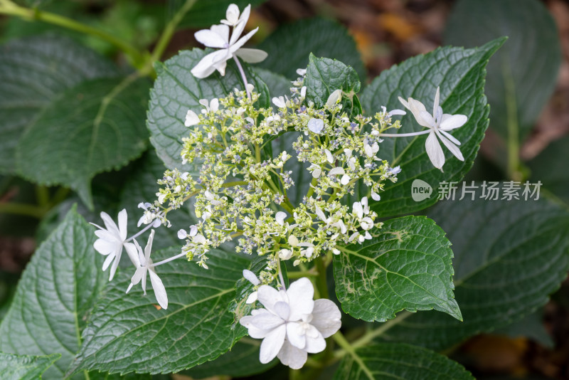 花坛中，白色绣球花的特写