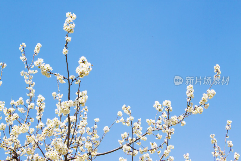 花朵植物春天天空风景背景自然户外樱花