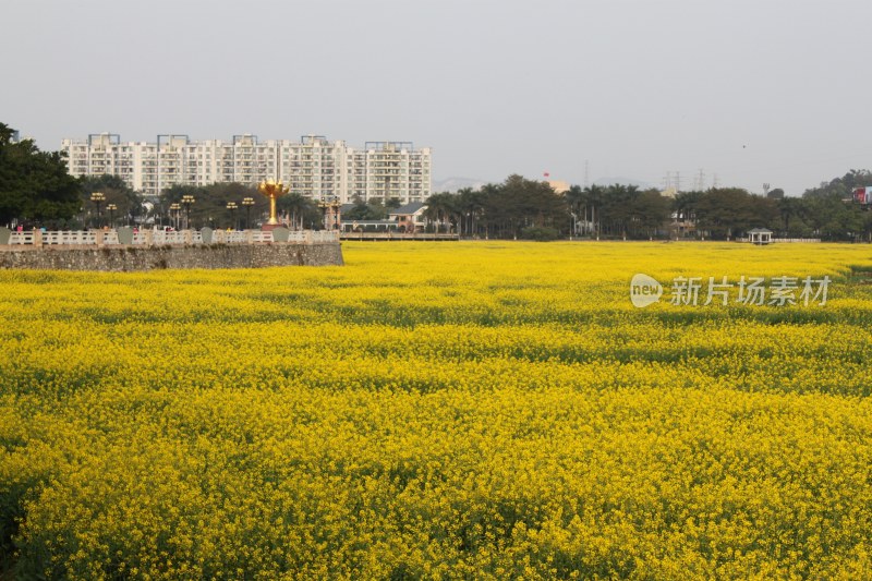 广东东莞：莲湖风景区油菜花田