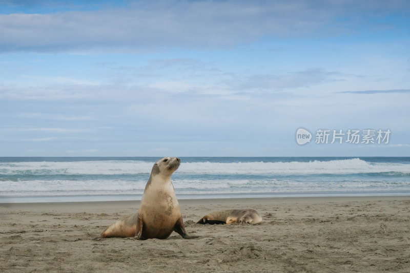 海滩上休憩的海狮