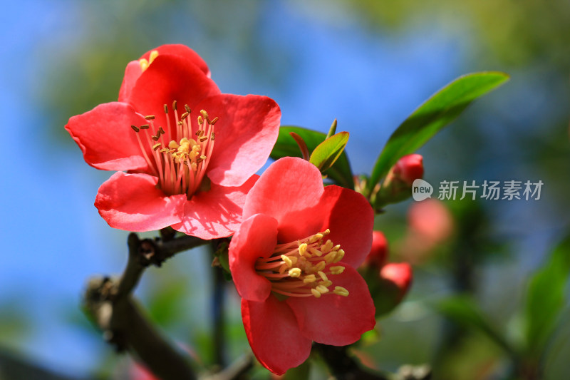 海棠花开春意浓