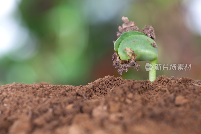 立春时节从土壤里冒出的新芽