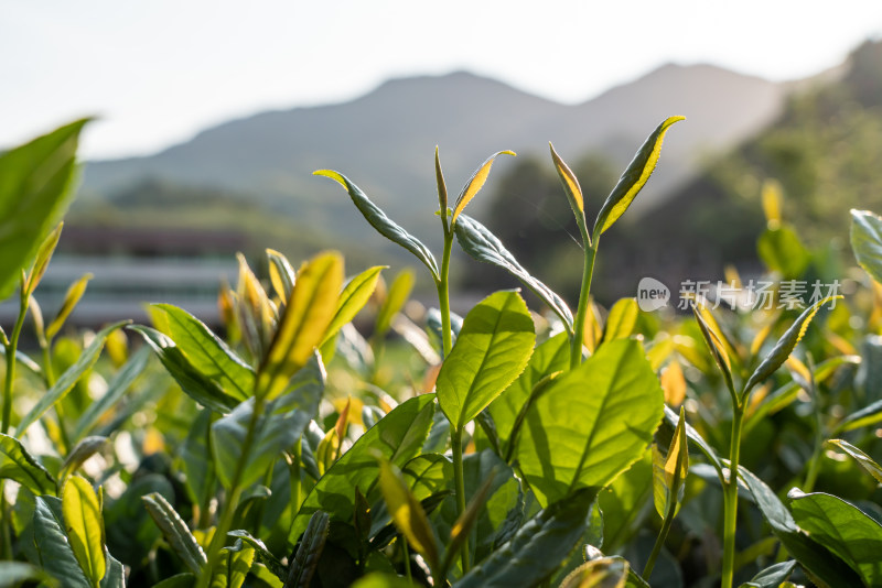 福建茶山茶叶特写