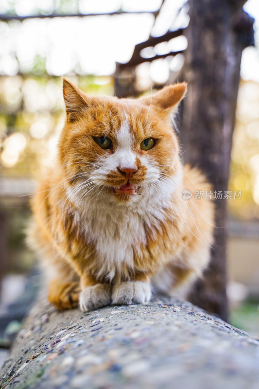 橘猫在墙上休息