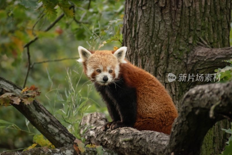 大自然森林树木旅行徒步野营