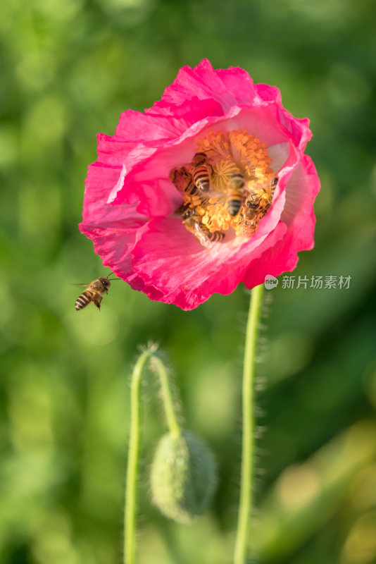 特写红色花朵与蜜蜂