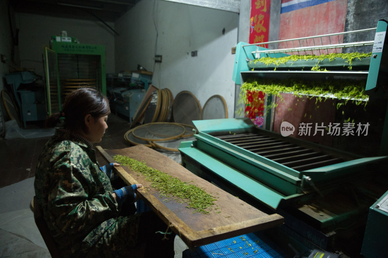 采茶制茶茶叶加工过程