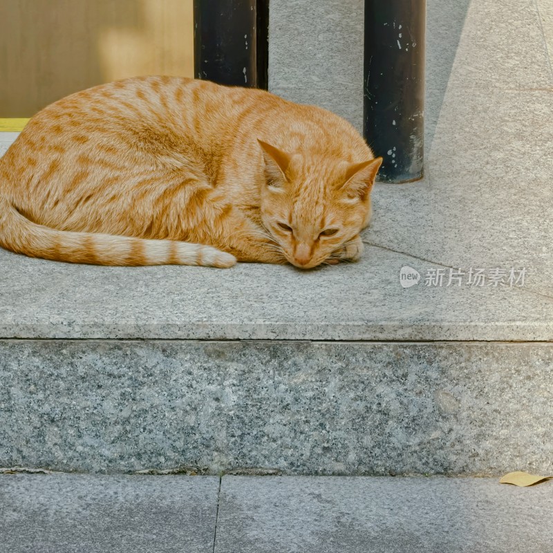 路边的橘猫