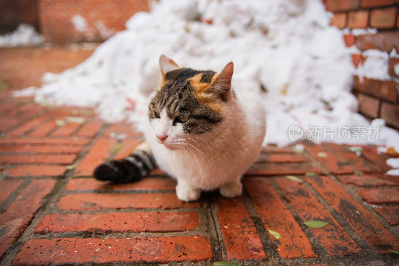 户外猫冬季雪堆地面墙角