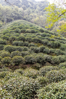 杭州茶山