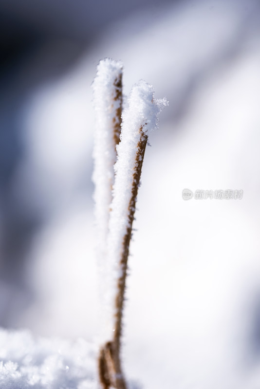 冬天户外积雪枯草