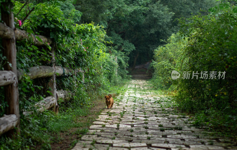 石板小径上的小狗，自然清新之景