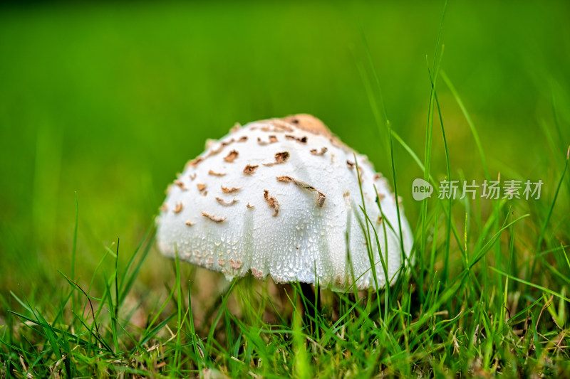 草地里的蘑菇