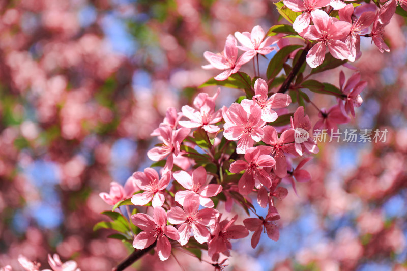 四月春天北美海棠花治愈