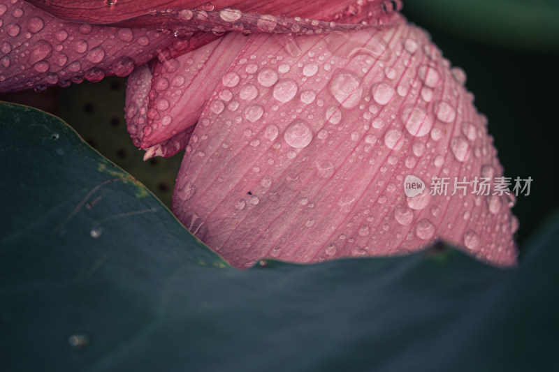 荷花花瓣上的水珠