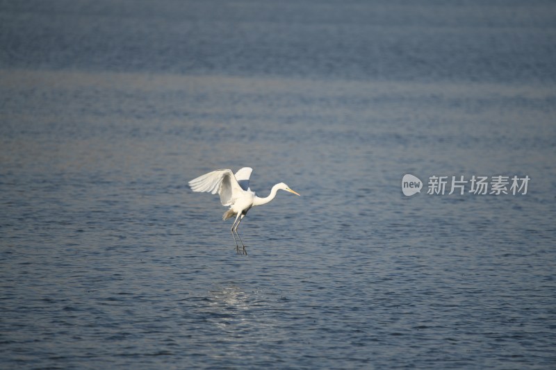 水中野生白鹭