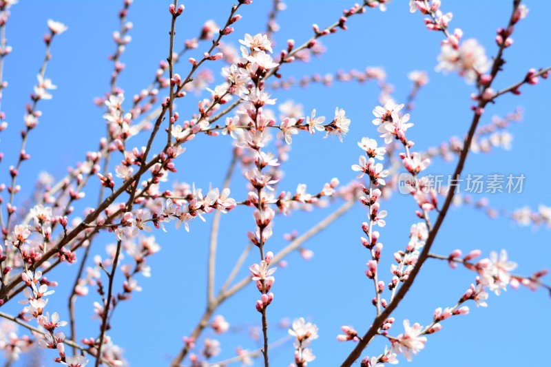 桃花花苞花蕊