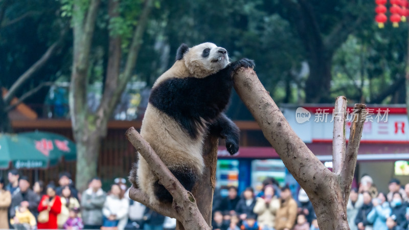 爬树的大熊猫