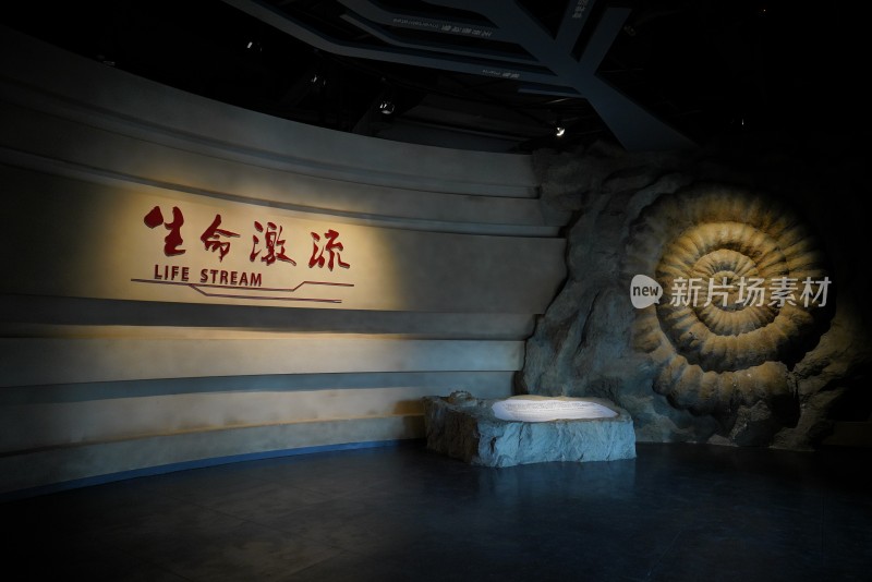 重庆自然博物馆菊石馆