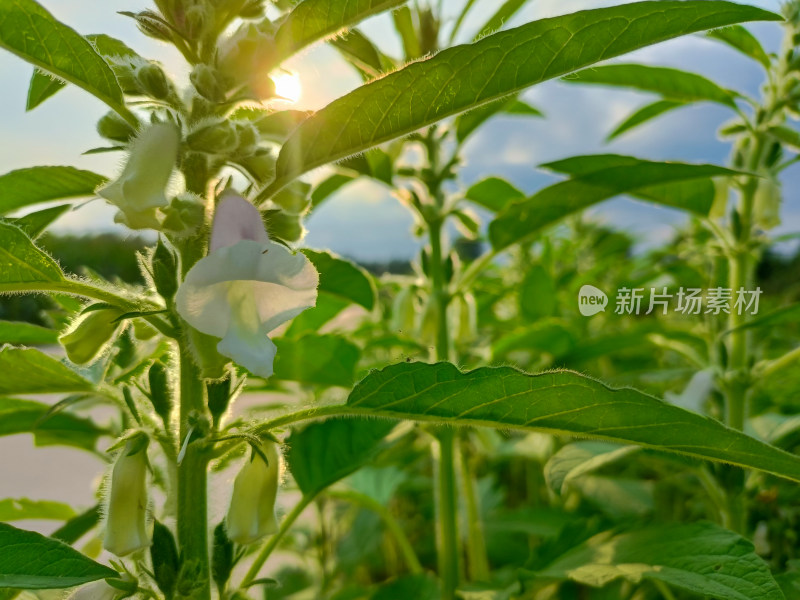 夏天成熟的芝麻籽苗杆植物特写自然