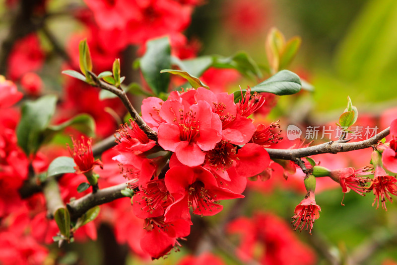 特写红色花卉植物海棠花