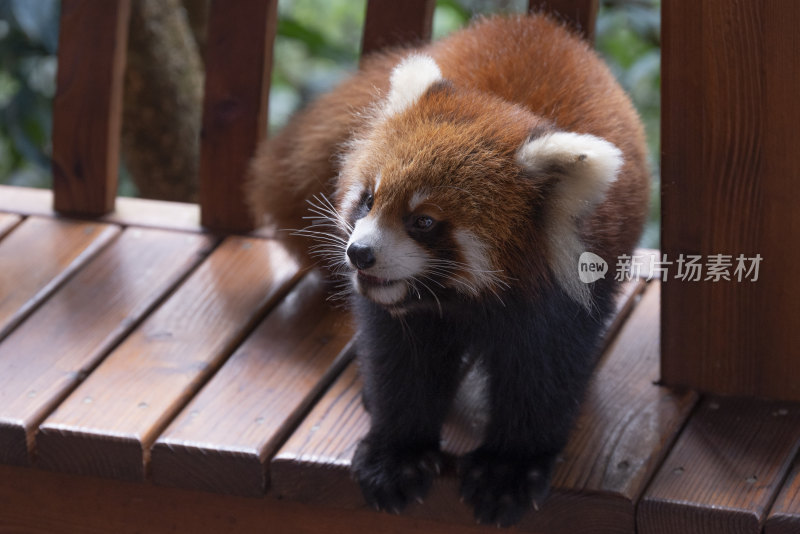 小熊猫特写