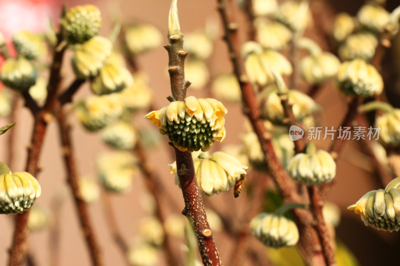 结香花花蕾实拍素材