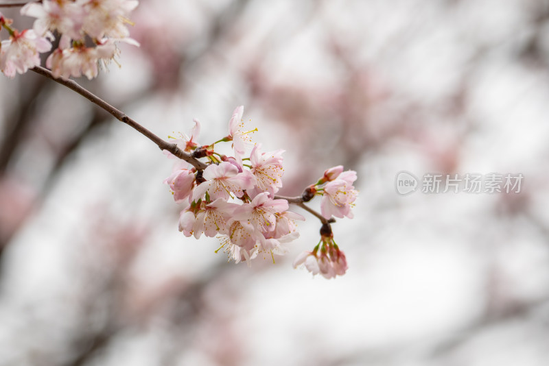 春天樱花