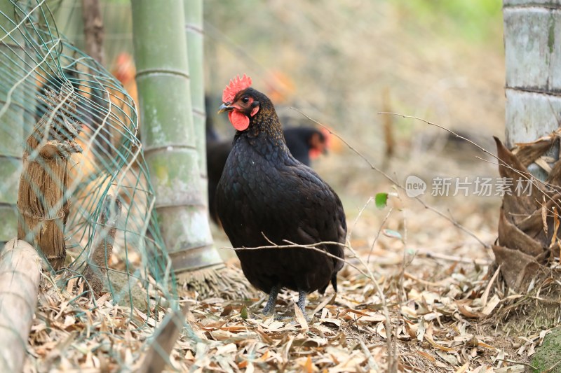 山林竹林散养土鸡