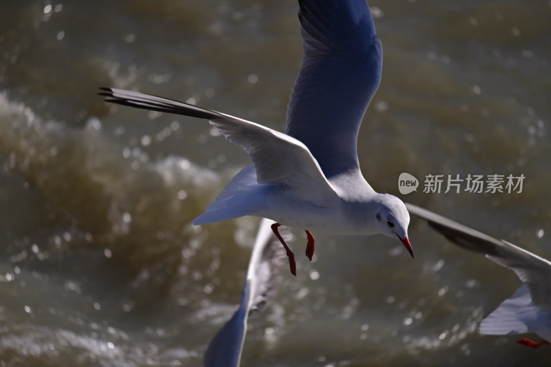 红嘴海鸥