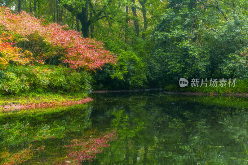 杭州太子湾公园秋日静谧湖畔枫叶倒影