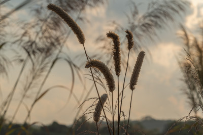 夕阳下的芦苇植物剪影