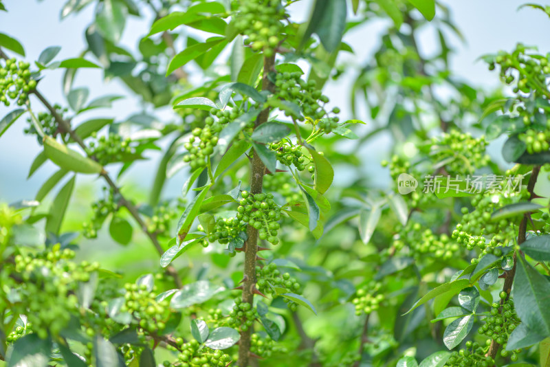 青花椒种植基地