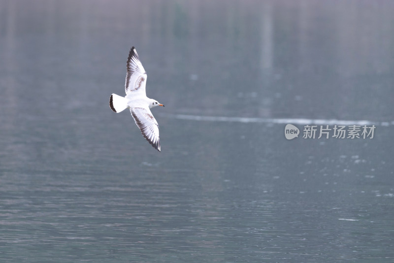 江面上的红嘴鸥