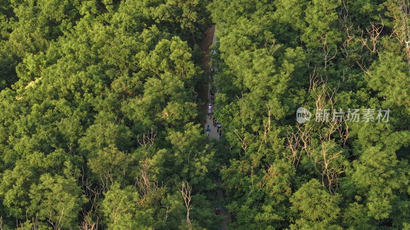 俯瞰威海100超级越野赛运动员穿行山野丛林