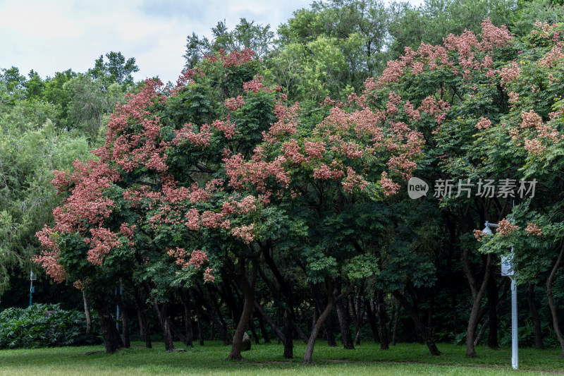 栾树花开