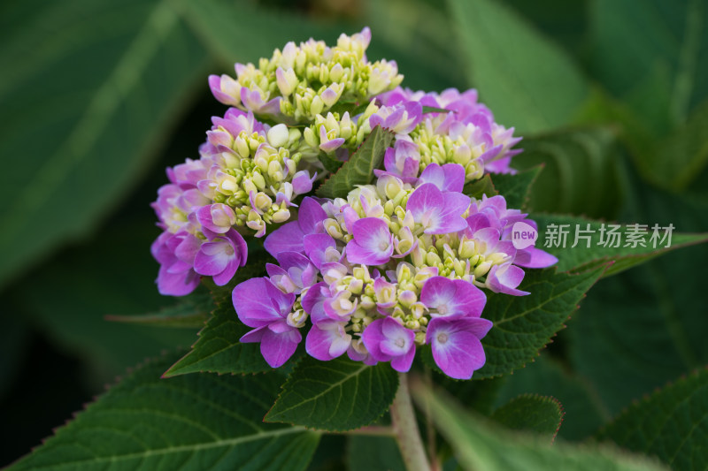 大连英歌石植物园绣球花特写